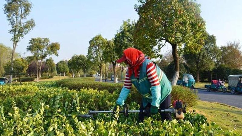 小区道路绿化养护费用：如何制定合理标准**