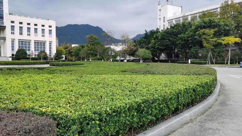 小区绿化树苗选购：如何规避误区，选择优质品牌**